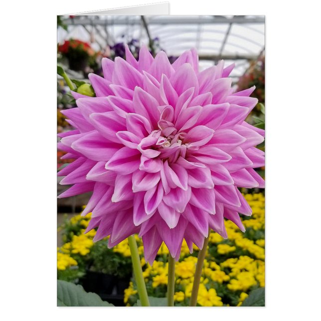 pink dahlia (Front)