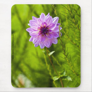 Pink Dahlia, Aquarell Effect Mousepad