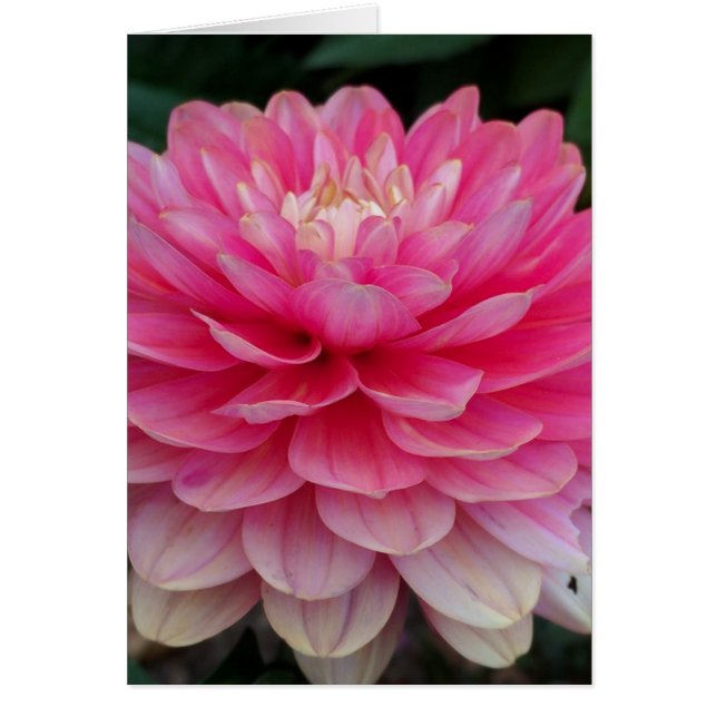 Pink Dahlia Blank Card (Front)