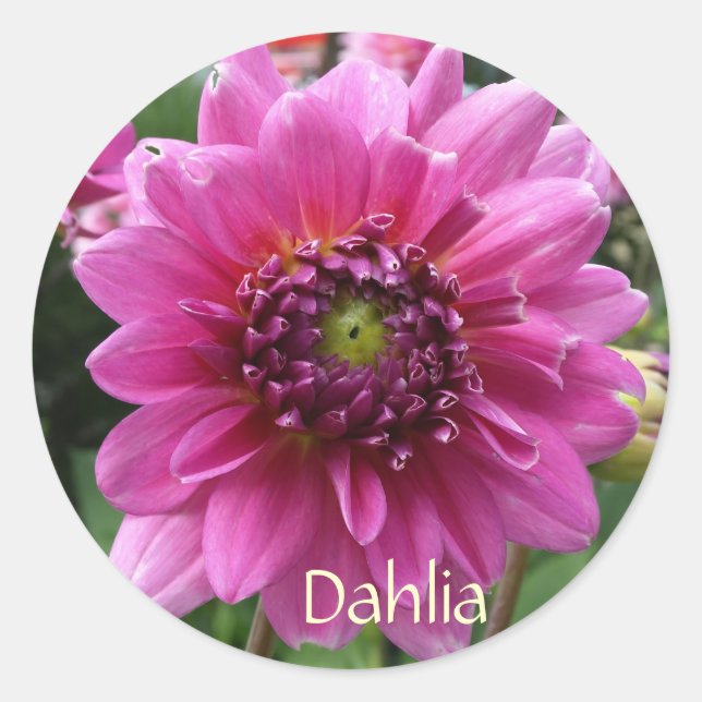 Pink Dahlia Bloom Classic Round Sticker (Front)