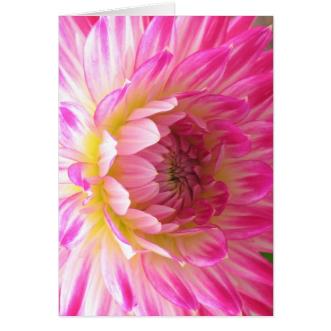 Pink Dahlia Card (Front)