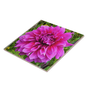 Pink Dahlia Ceramic Tile