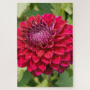 Pink Dahlia Delight: Beautiful Flower Photography Jigsaw Puzzle