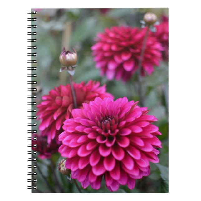 Pink Dahlia Floral Photograph Notebook (Front)