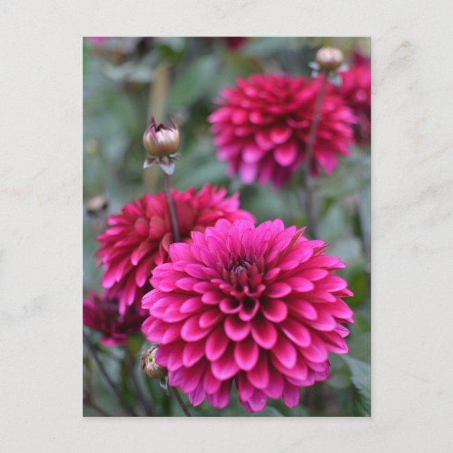 Pink Dahlia Floral Photograph Postcard (Front)