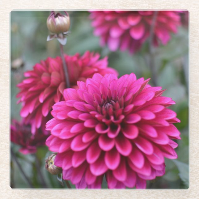 Pink Dahlia Floral Photograph Square Glass Coaster (Front)