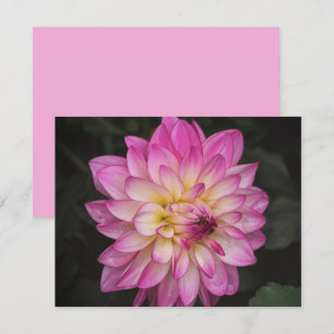Pink Dahlia Flower Art Note Card Set