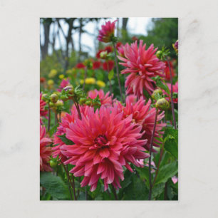 Pink dahlia flower garden print postcard