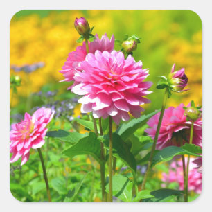 Pink dahlia flower garden square sticker