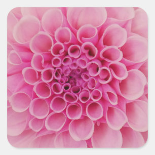 Pink Dahlia Flower Sticker