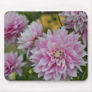 Pink Dahlia Flowers at RHS Garden Wisley Mouse Mat