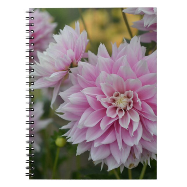 Pink Dahlia Flowers at RHS Garden Wisley Notebook (Front)