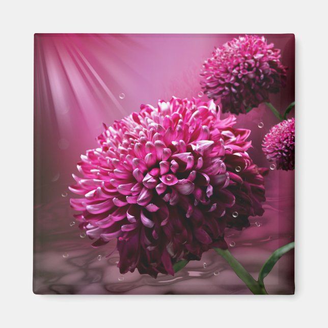 Pink Dahlia Flowers Water Drops Sun light Magnet (Front)