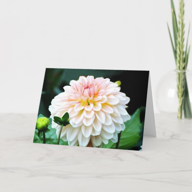 Pink Dahlia Greeting Card (Front)