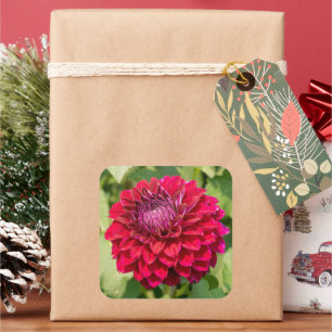 Pink Dahlia in Bloom Square Sticker