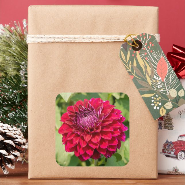 Pink Dahlia in Bloom Square Sticker (Holiday)