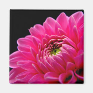 Pink Dahlia Magnet