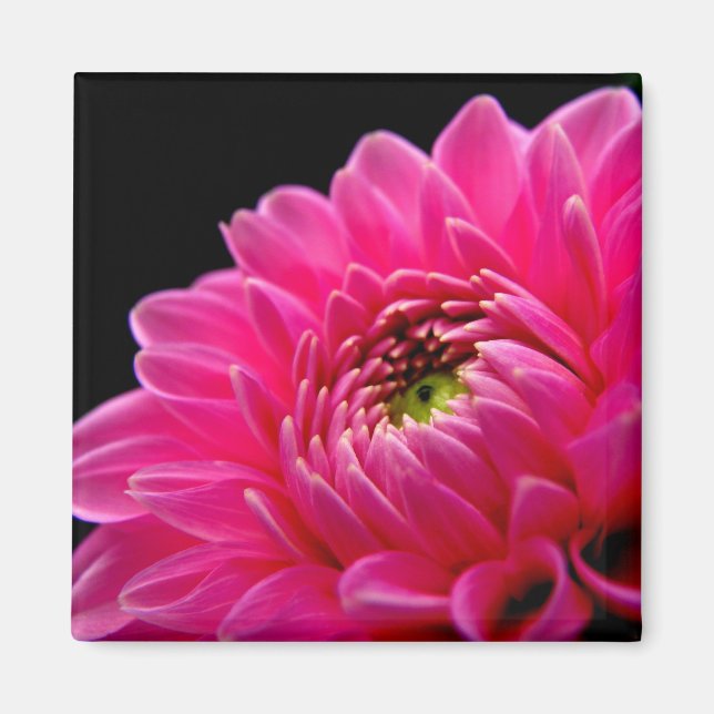 Pink Dahlia Magnet (Front)