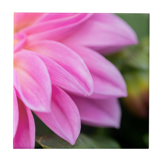 Pink Dahlia Petals Tile (Front)