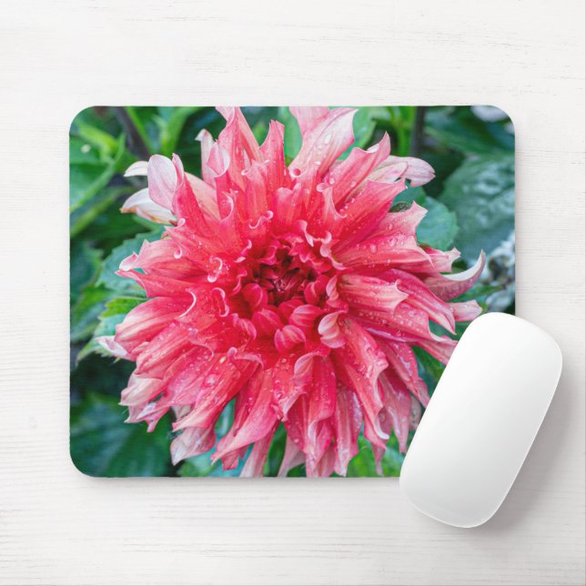 Pink Dahlia Photography, Canadian Flower Mouse Mat (With Mouse)
