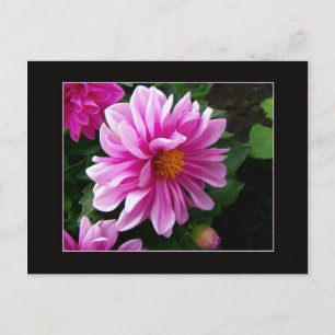 Pink Dahlia Postcard