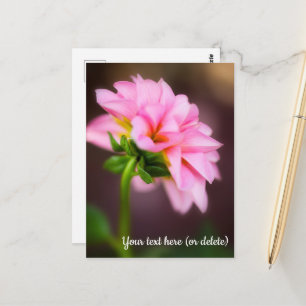 Pink Dahlia Postcard
