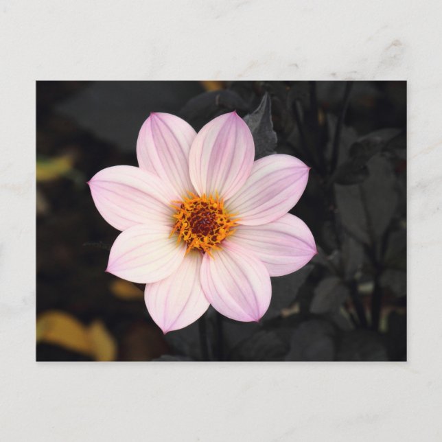 Pink Dahlia Postcard (Front)