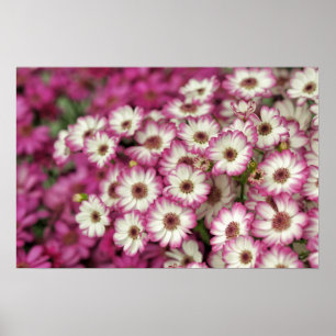 pink dahlia poster