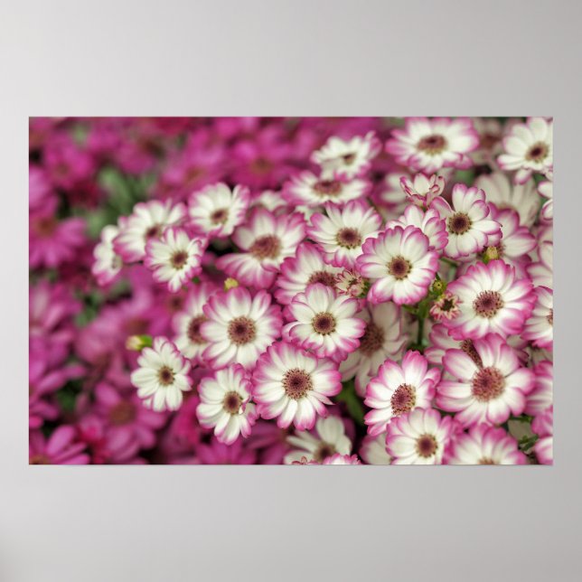 pink dahlia poster (Front)