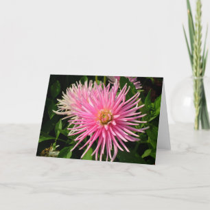 Pink Dahlias Card