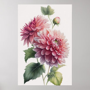 Pink Dahlias Flower Art Print Poster