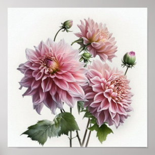 Pink Dahlias Flower Art Print Poster