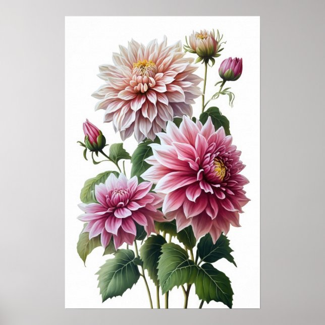 Pink Dahlias Flower Art Print Poster (Front)