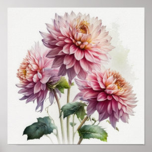 Pink Dahlias Flower Art Print Poster