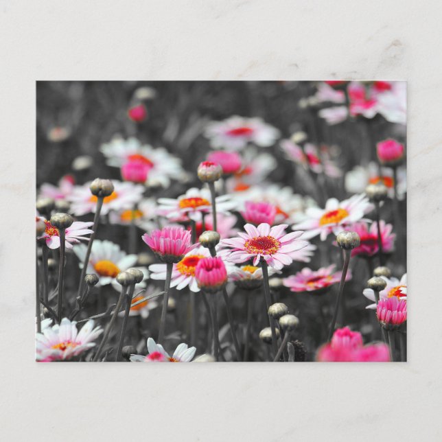 Pink Daisies: Pink Flower Colour Splash Photograph Postcard (Front)
