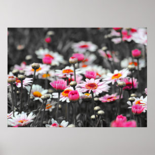 Pink Daisies: Pink Flower Colour Splash Photograph Poster
