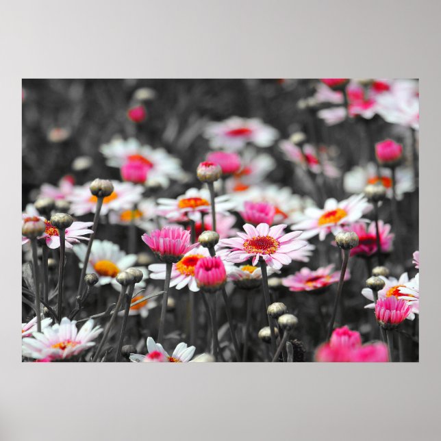 Pink Daisies: Pink Flower Colour Splash Photograph Poster (Front)