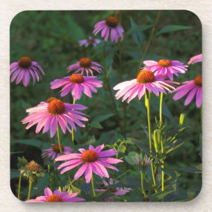 Pink Daisies set of 6 plastic coasters