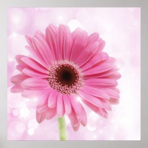 Pink daisy canvas poster