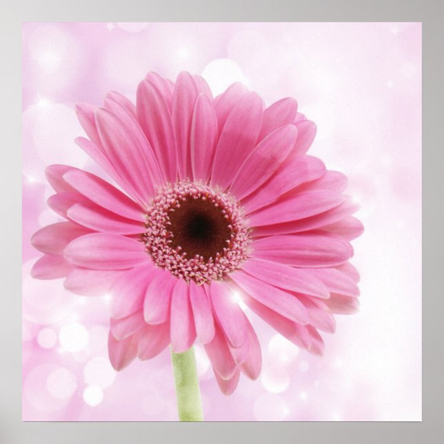 Pink daisy canvas poster (Front)