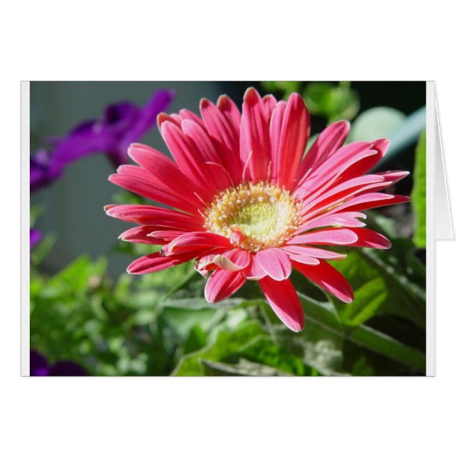 Pink Daisy Card (Front Horizontal)