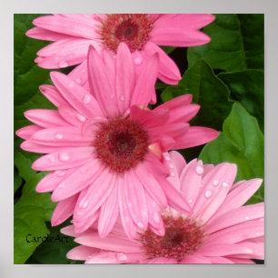 Pink Daisy Chain Poster