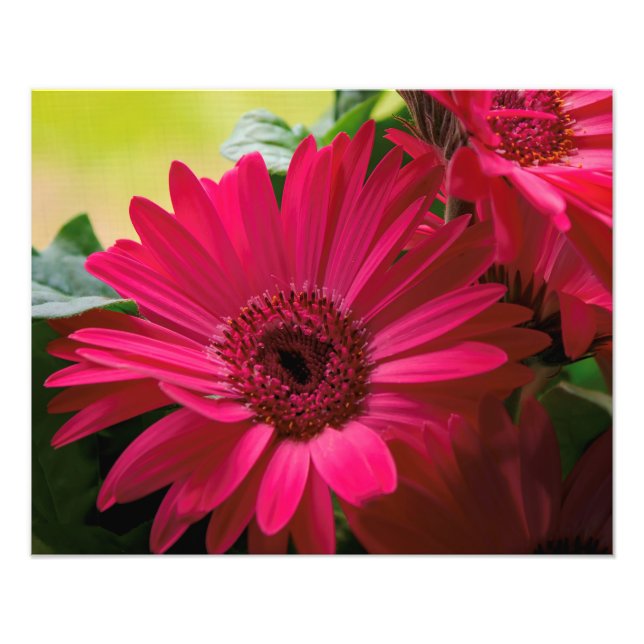Pink Daisy Details Photo Print (Front)