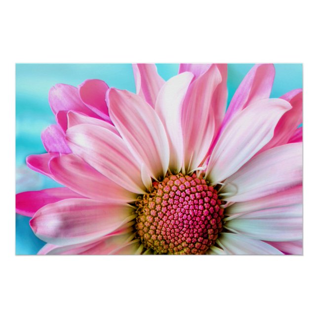 Pink Daisy Flower Bloom Poster (Front)