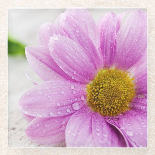 Pink Daisy Flower Glass Coaster (Front)