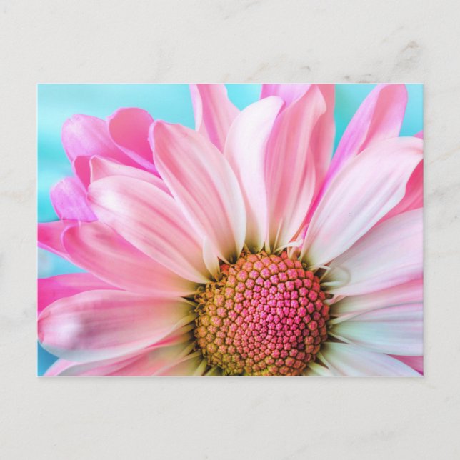 Pink Daisy Flower Postcard (Front)