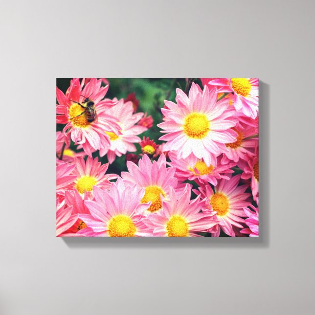 Pink Daisy Flowers And Bumble Bee  Canvas Print (Front)