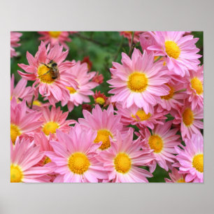 Pink Daisy Flowers And Bumble Bee  Poster