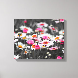 Pink Daisy Flowers Canvas Print