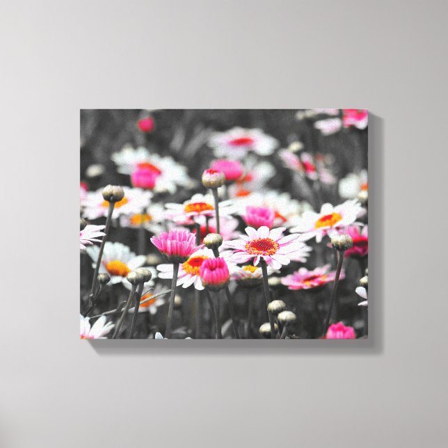 Pink Daisy Flowers Canvas Print (Front)